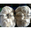 2016 Fresh New Crop Pure White Garlic